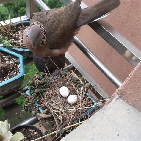 斑鳩築巢下蛋風水|【斑鳩 風水】斑鳩在家做窩有什麼風水 